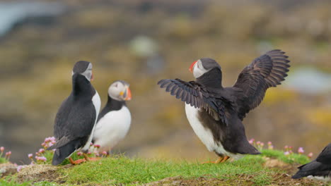 Close-up-of-Puffins-on-ground,-one-spreading-and-flapping-its-wings,-Scotland