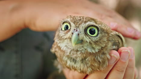 baby owl in caretaker's hands