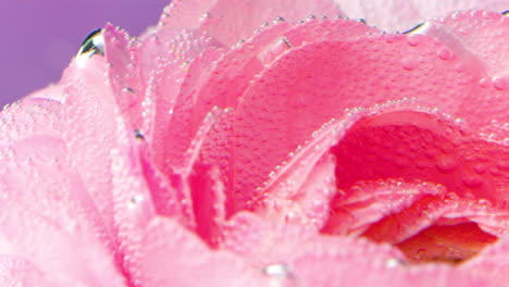 pink rose petals with water droplets and bubbles