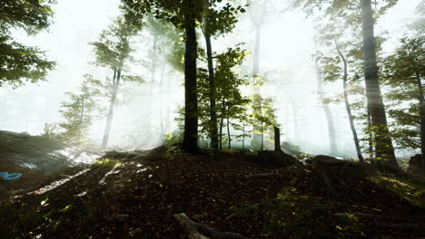 Luz-Del-Sol-En-El-Bosque-Verde-En-La-Niebla-En-Primavera