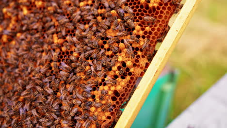 amber wax frames with bee insects swarming over. numerous working bees covered the honey cells and apiarist's finger points at bee queen cell. close up.