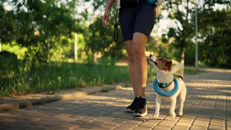 woman walking her jack russell terrier in the park