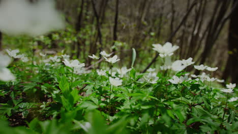 white forest flowers in early spring