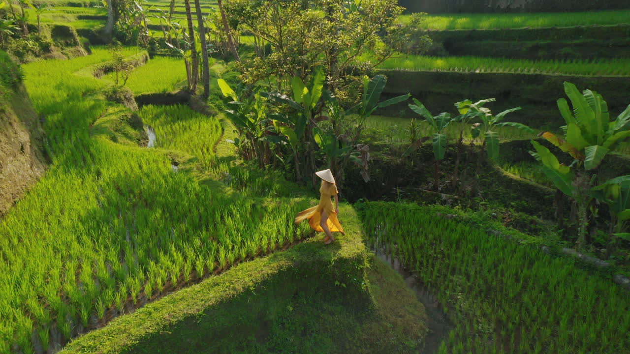 Premium stock video - Aerial view woman dancing in rice paddy ...