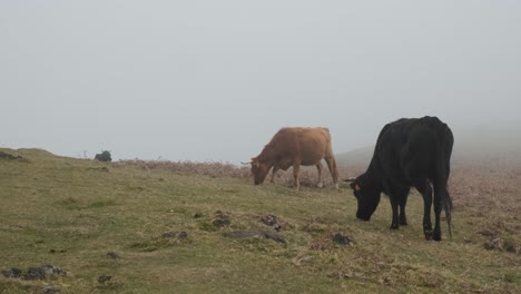 Vacas-De-Las-Tierras-Altas-Comiendo-Hierba-En-Una-Mañana-Brumosa-En-El-Bosque-De-Laurisilva-Laurissilva-De-Madeira