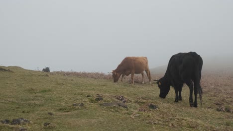 Hochlandkühe-Fressen-Gras-An-Einem-Nebligen-Morgen-Im-Lorbeerwald-Laurissilva-Auf-Madeira