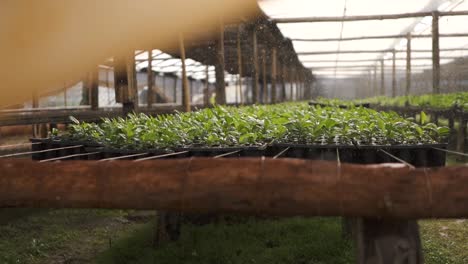 greenhouse irrigation system spraying water on the yerba mate cultivation