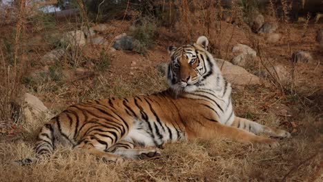 Tigre-De-Bengala-Poniendo-Pasto-Seco-Mirando-Alrededor-Slomo