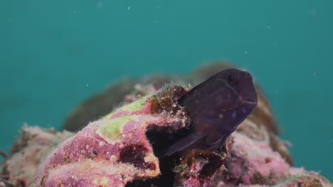 a blenny playing hide and seek in an old sea shell, wide angle shot with fish out of focus passing in the background