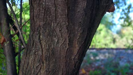tronco de árbol con vías de tren en el fondo, naturaleza pacífica, cámara lenta