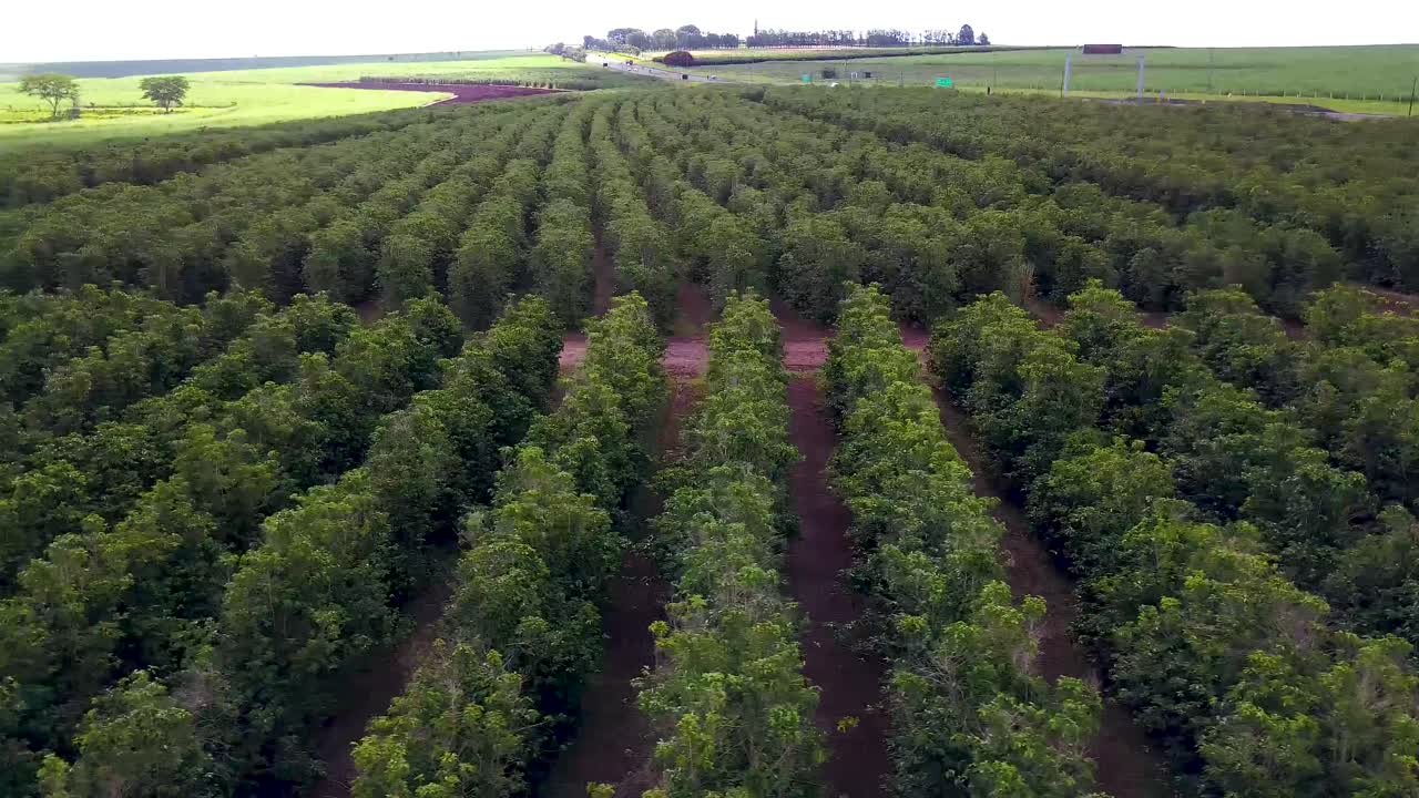 hermosa plantación de café en el interior del estado de sao paulo