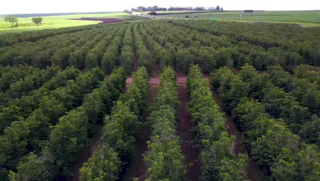 hermosa plantación de café en el interior del estado de sao paulo