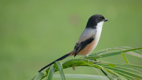 Long-tailed-Shrike-Rufous-backed-Shrike,-Lanius-schach-swinging-on-palm-branch-jumps-off-to-catch-a-prey