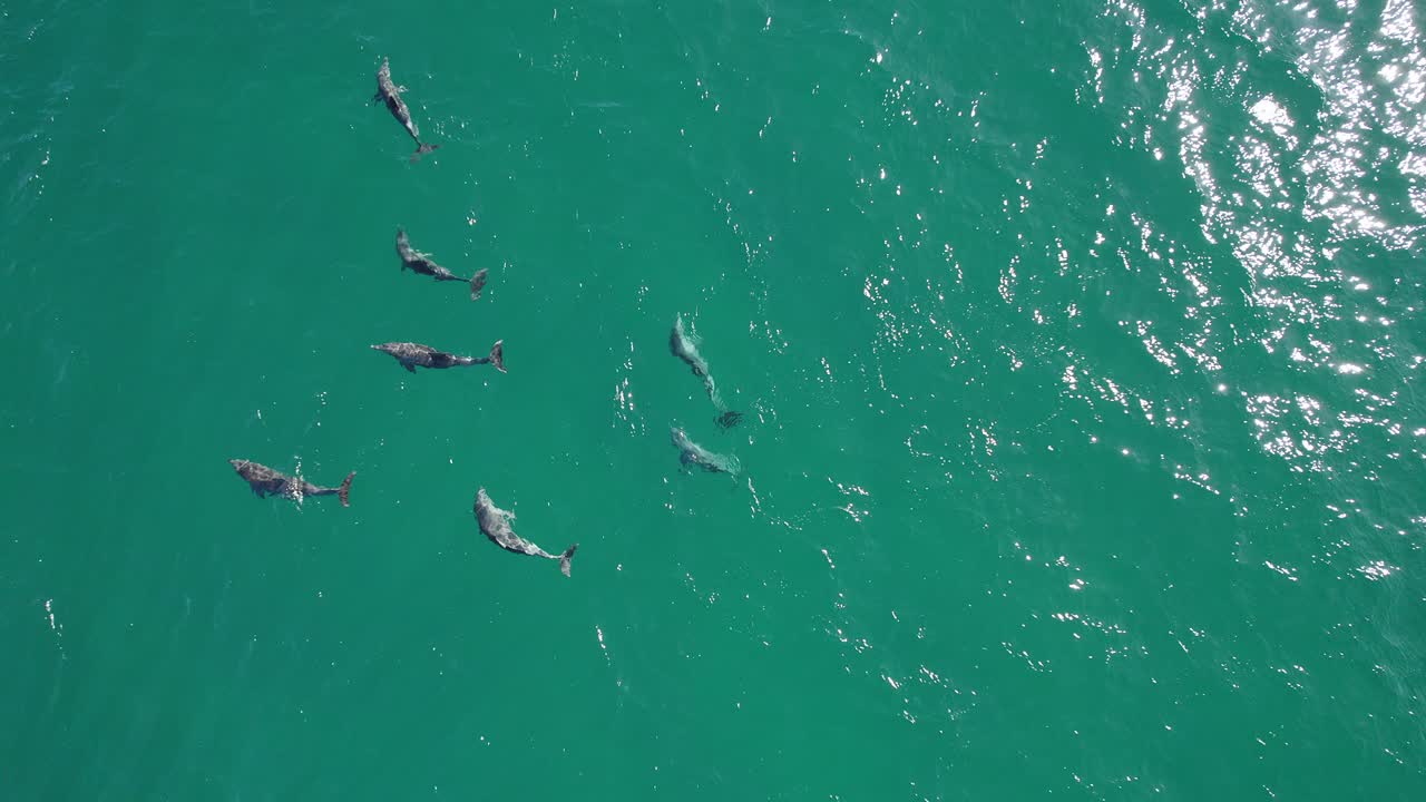 grupo juguetón de delfines nadando en el mar azul profundo en verano