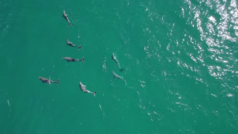 Playful-Pod-Of-Dolphins-Swimming-In-The-Deep-Blue-Sea-In-Summer