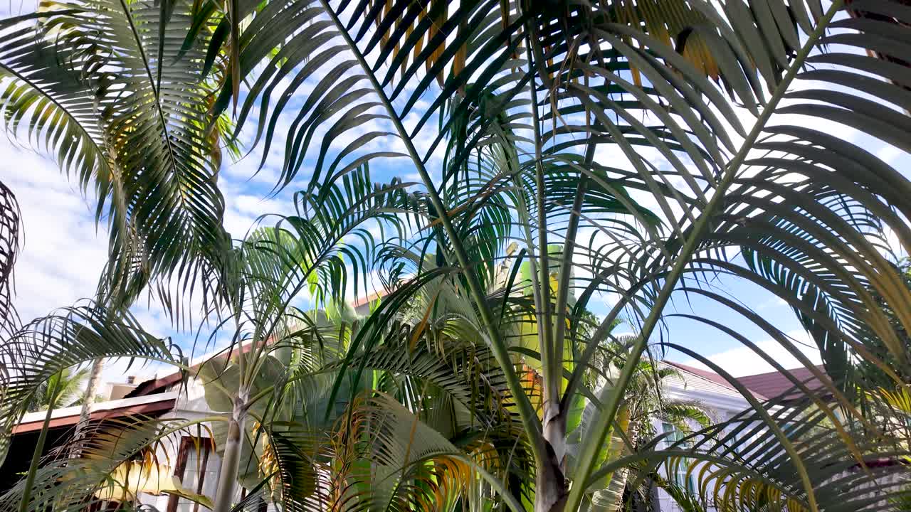 Palm trees against a blue sky in Laos a tropical vacation destination, showcases exotic holiday background summer travel and tourism and green foliage in an outdoor scene