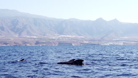 common dolphins spottings at costa adeje tenerife spain