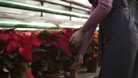 young woman in apron walking in the greenhouse with flowers and checking a pot of red poinsettia on the shelf. smiling female florist examining and arranging flowerpots with red poinsettia