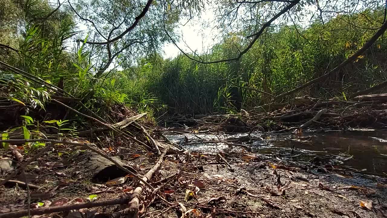 la luz del sol del mediodía ilumina el pantano a principios de otoño, estático