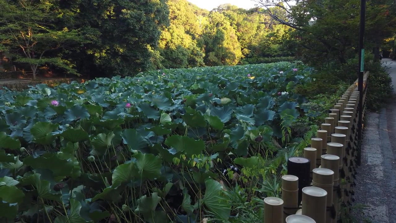 Những lá sen xanh khổng lồ phủ kín mặt hồ Ogura bên cạnh con đường rào tre ở Arashiyama, Kyoto, với những bông hoa hồng rải rác khắp nơi, lia máy sang trái