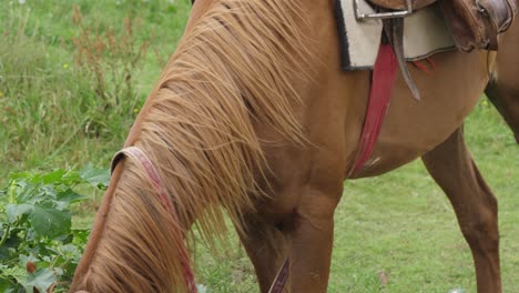 Saddled-and-harnessed-horse-grazes,-eating-grass-in-Lesotho-Africa