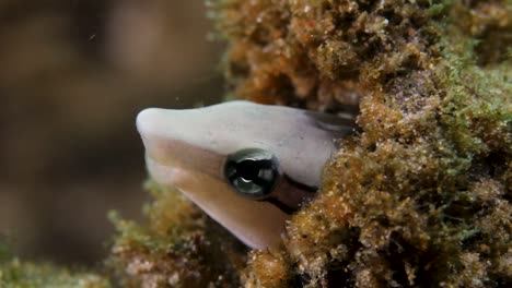 ein kleiner fisch, der in einer weggeworfenen bierflasche lebt