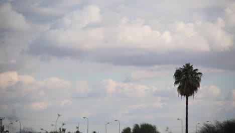 clouds above palm tree time-lapse