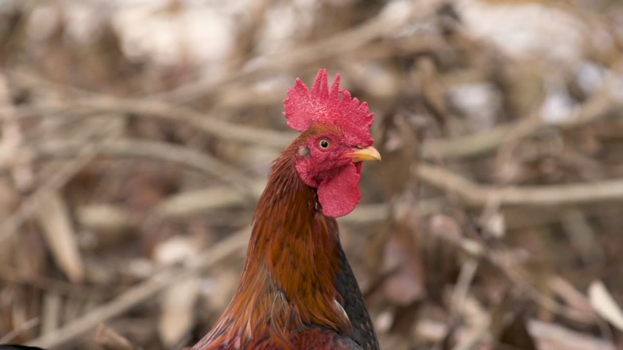 gallo de corral en el patio de la granja