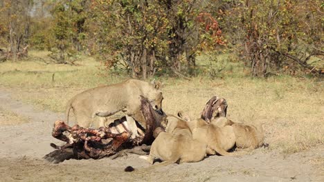 wide shot of a lion pride feeding on a buffalo carcass, khwai botswana