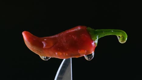 wet red jalapeno chili pepper on tip of knife against black backdrop