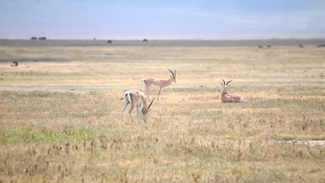 Impalas-Grasen-Friedlich-In-Der-Savanne