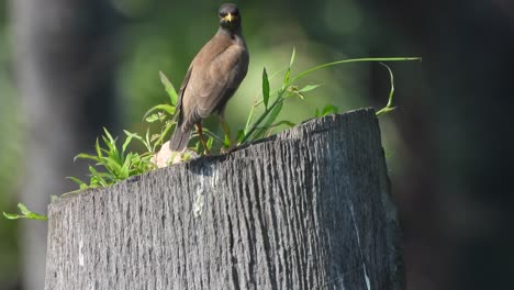 Gewöhnlicher-Myna---Vogel---Grün---Natur