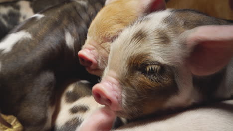 sleepy pigs cuddle and rest