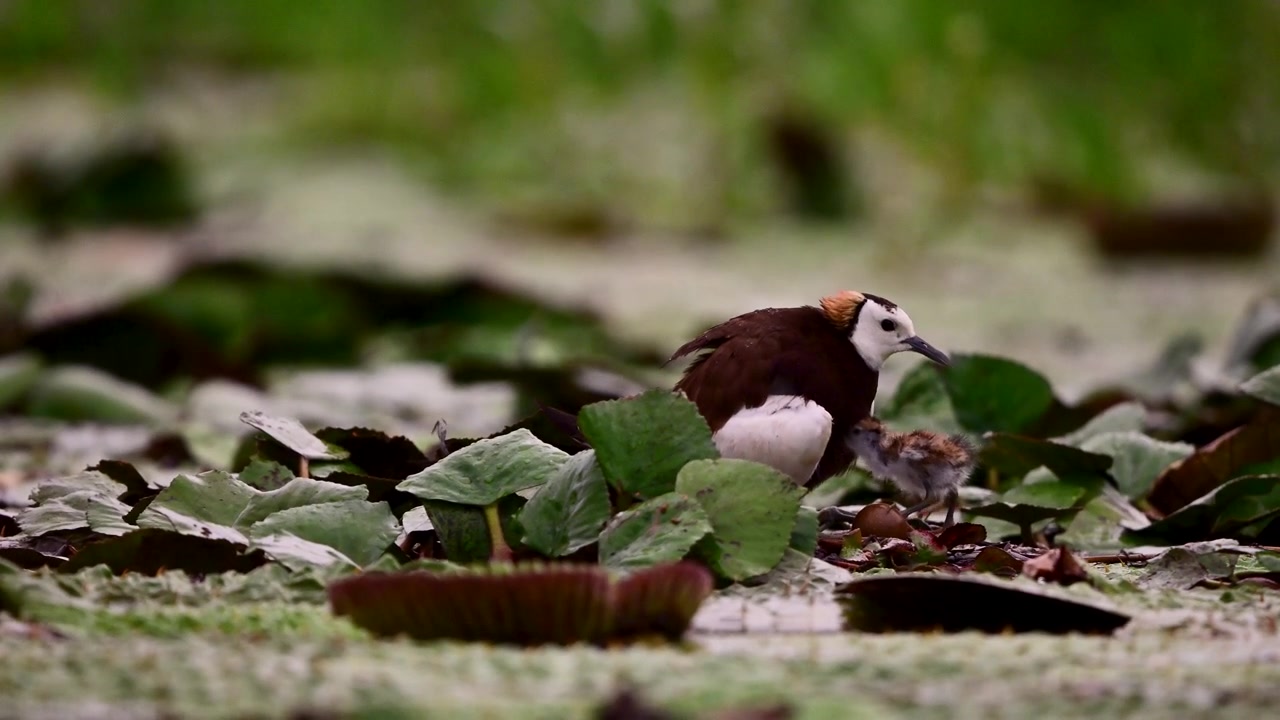 Pheasant-tailed jacana father allows newly hatched chicks to explore while keeping a remaining egg safely beneath his body for incubation.