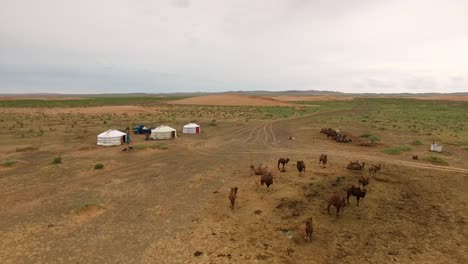 drone flying over camels and yurts in arid desert landscape towards sand dune