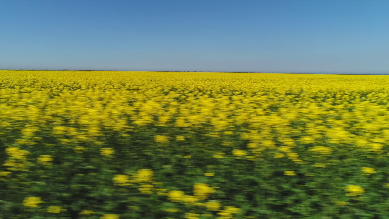 un vasto campo de flores de mostaza en flor