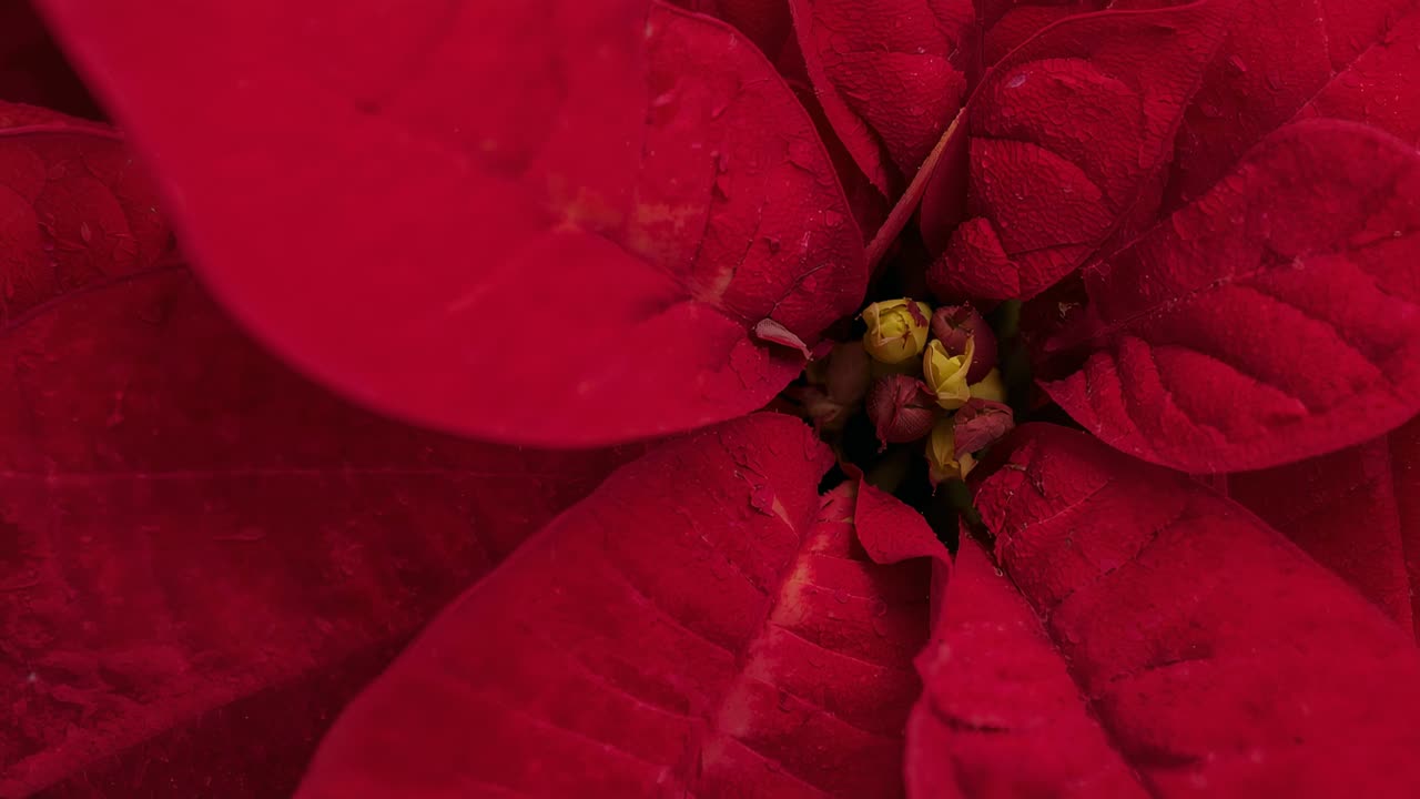 Câmera com foco ajustável revelando as nervuras nas brácteas vermelhas da flor de Natal em estúdio, mostrando gotas e ciátios