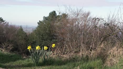 Narcisos-Amarillos-En-Un-Espeso-Bosque-En-Rivington,-Lancashire,-Inglaterra