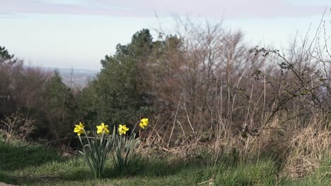 Yellow-Daffodils-in-thick-woodland-in-Rivington,-Lancashire,-England