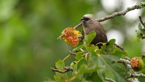 a speckled mousebird feeding daintily on an african fig, static selective focus