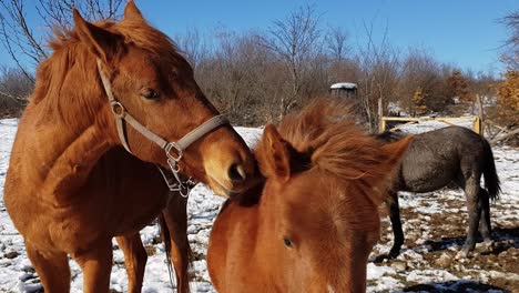 horses playing and biting with grey horse drinking in background on a sunny winter day in bulgaria - close up