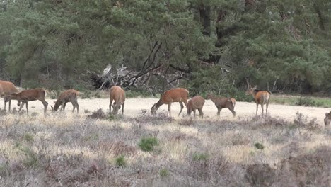 herd of deers feeding on arid grassland on a windy day