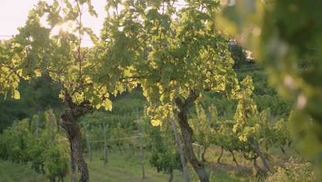 panning shot of a grapevine in an italian vineyard during sunset