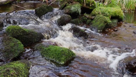 Waldlandschaft