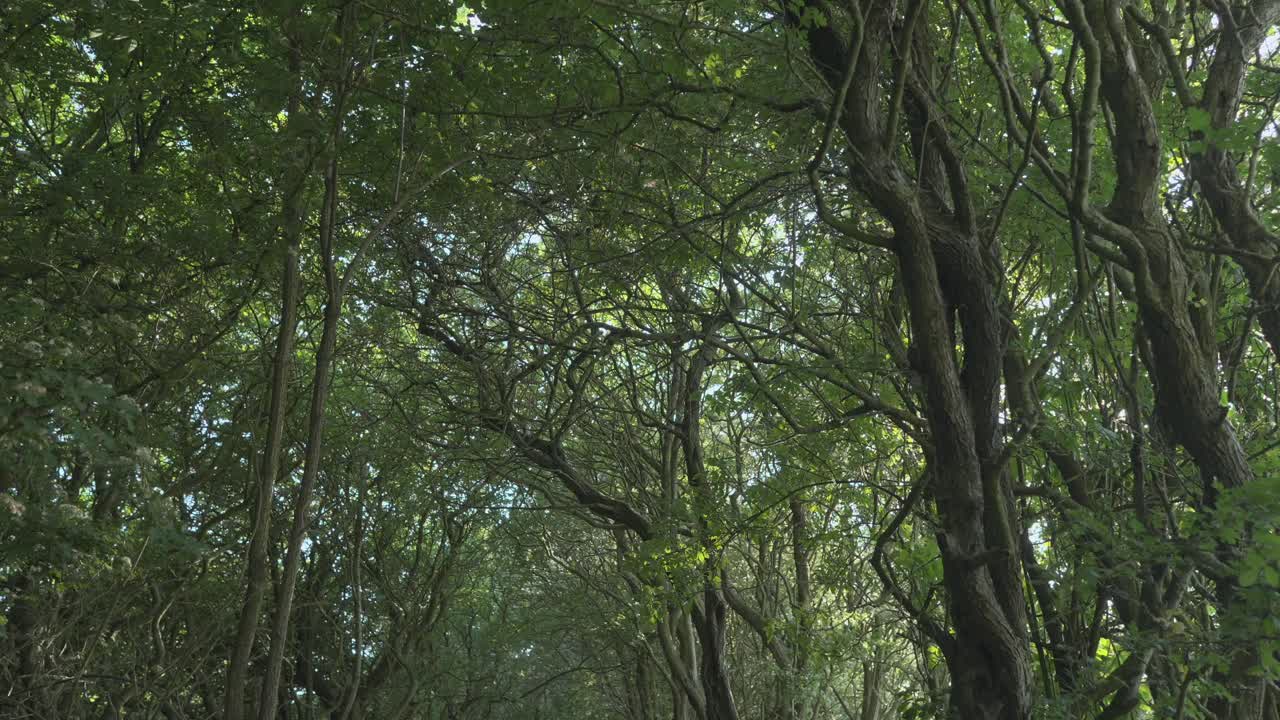 Woodland canopy with sunlight through branches in slow motion at Thornton Cleveleys, Wyre, Lancashire, UK