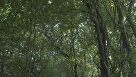 Woodland-canopy-with-sunlight-through-branches-in-slow-motion-at-Thornton-Cleveleys,-Wyre,-Lancashire,-UK