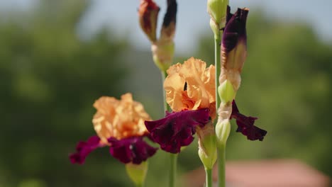 lilien orange und rot mit grünem hintergrund