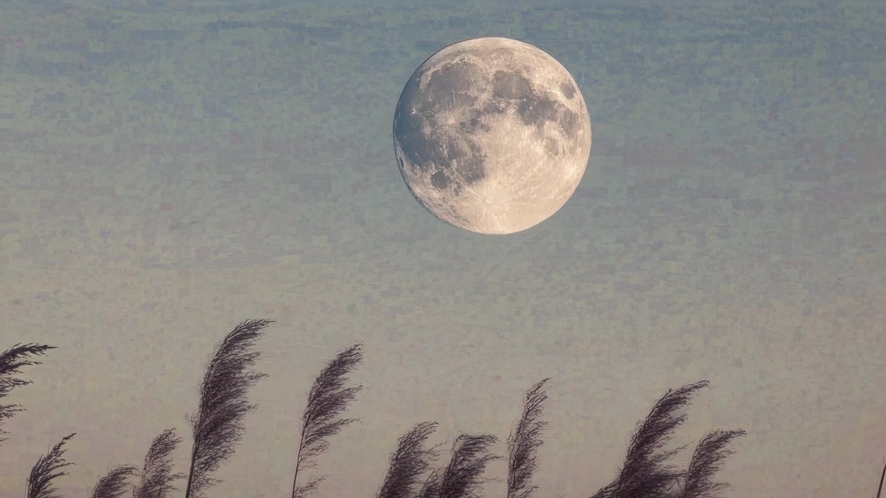 Vollmond geht über silhouettiertem Schilf in der Dämmerung auf