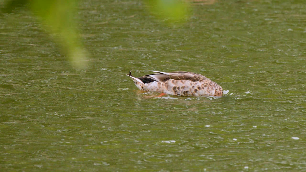 Mallard duck swims and dips head underwater in calm, green lake with soft natural lighting