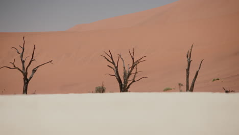 dead trees and sand dunes in the namib desert